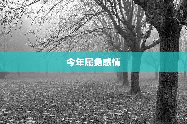 今年属兔感情
