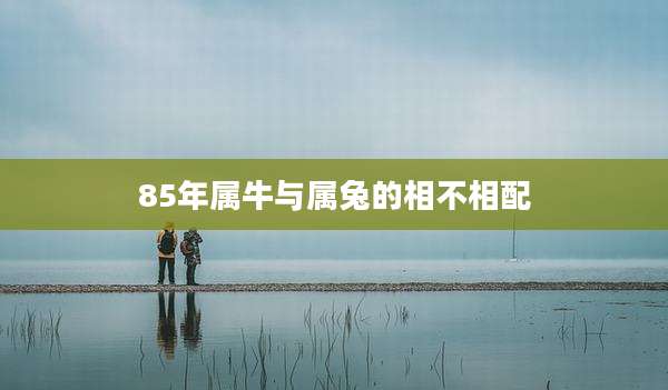 85年属牛与属兔的相不相配