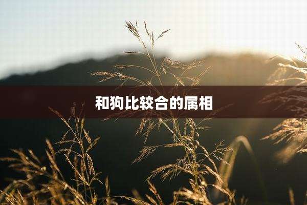 和狗比较合的属相
