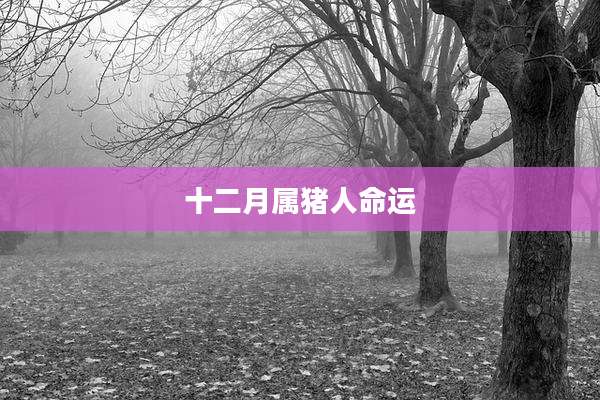 十二月属猪人命运