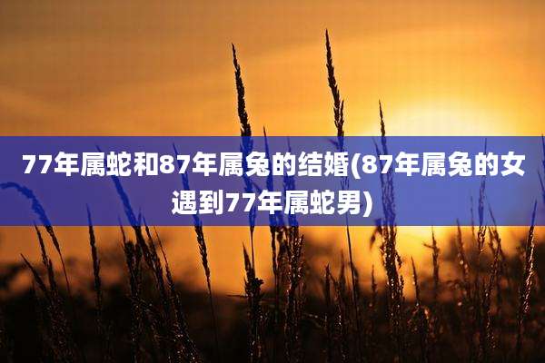 77年属蛇和87年属兔的结婚(87年属兔的女遇到77年属蛇男)