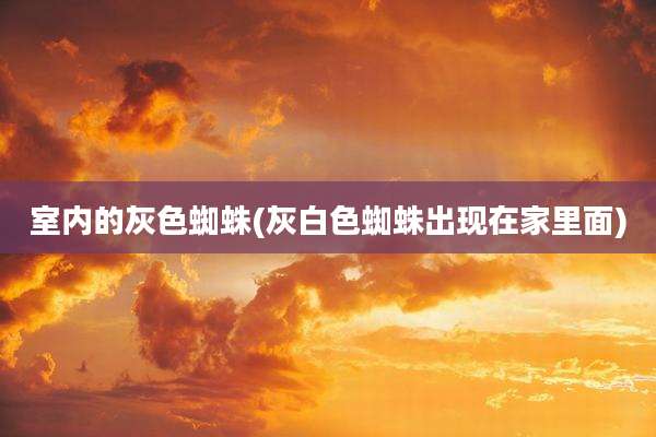 室内的灰色蜘蛛(灰白色蜘蛛出现在家里面)