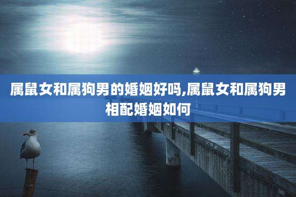 属鼠女和属狗男的婚姻好吗,属鼠女和属狗男相配婚姻如何