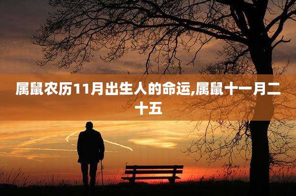 属鼠农历11月出生人的命运,属鼠十一月二十五