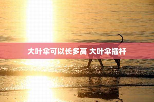 大叶伞可以长多高 大叶伞插杆