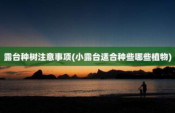 露台种树注意事项(小露台适合种些哪些植物)