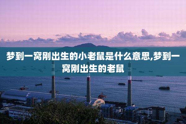 梦到一窝刚出生的小老鼠是什么意思,梦到一窝刚出生的老鼠