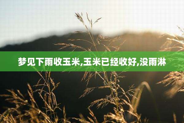 梦见下雨收玉米,玉米已经收好,没雨淋