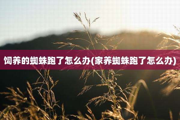 饲养的蜘蛛跑了怎么办(家养蜘蛛跑了怎么办)