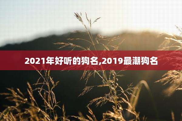 2021年好听的狗名,2019最潮狗名