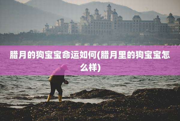 腊月的狗宝宝命运如何(腊月里的狗宝宝怎么样)