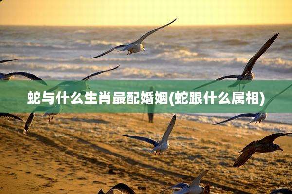 蛇与什么生肖最配婚姻(蛇跟什么属相)