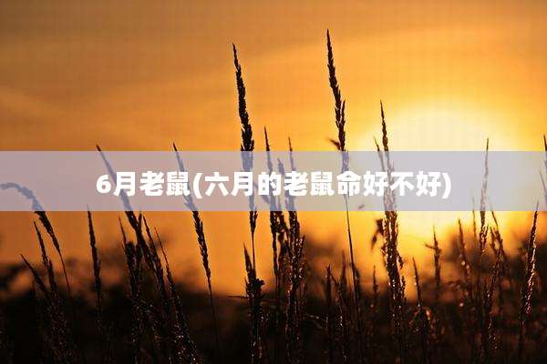 6月老鼠(六月的老鼠命好不好)