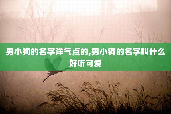 男小狗的名字洋气点的,男小狗的名字叫什么好听可爱