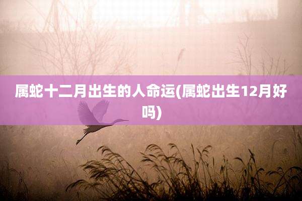 属蛇十二月出生的人命运(属蛇出生12月好吗)