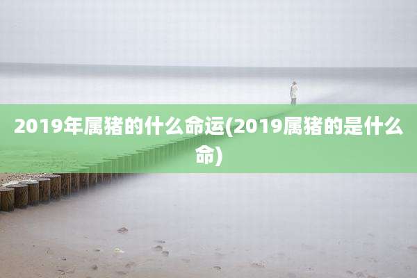2019年属猪的什么命运(2019属猪的是什么命)