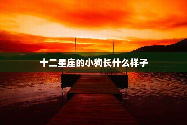 十二星座的小狗长什么样子