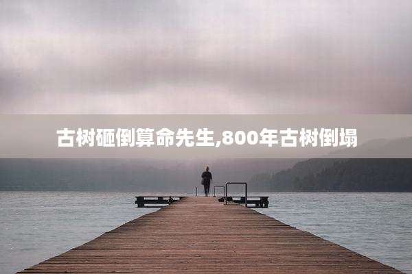 古树砸倒算命先生,800年古树倒塌