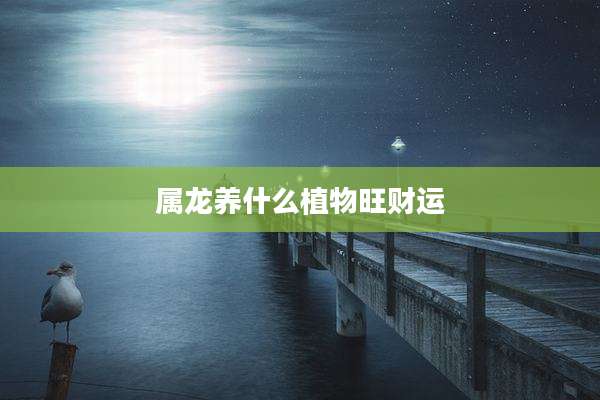 属龙养什么植物旺财运