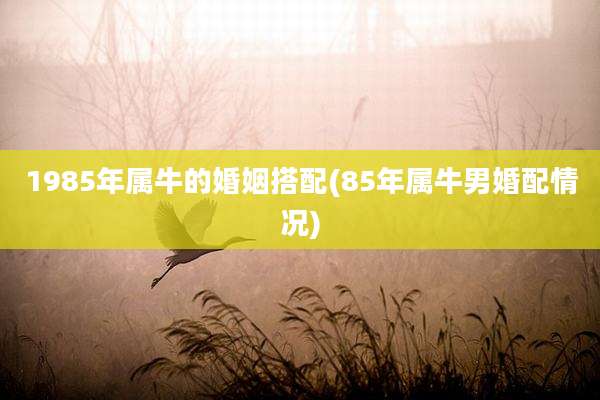 1985年属牛的婚姻搭配(85年属牛男婚配情况)