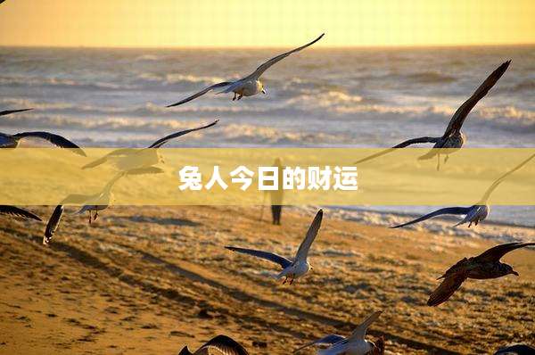 兔人今日的财运
