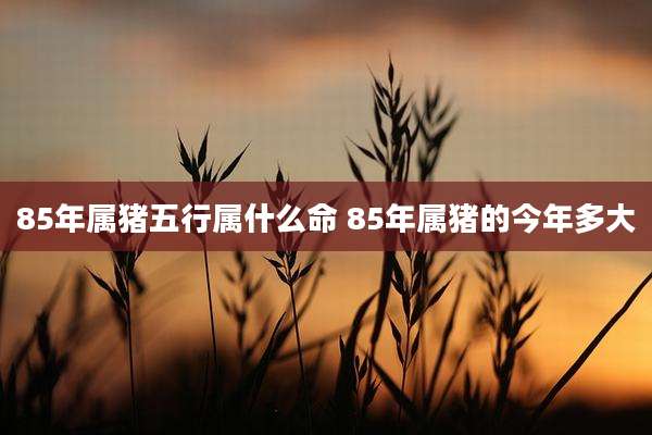 85年属猪五行属什么命 85年属猪的今年多大
