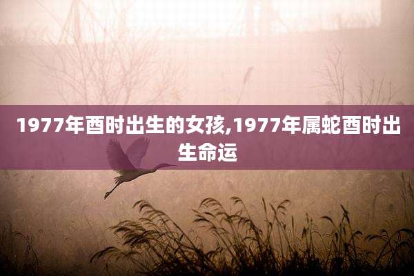 1977年酉时出生的女孩,1977年属蛇酉时出生命运