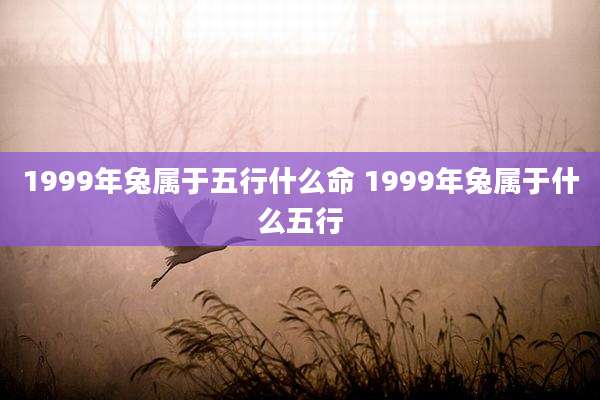 1999年兔属于五行什么命 1999年兔属于什么五行
