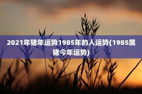 2021年猪年运势1985年的人运势(1985属猪今年运势)