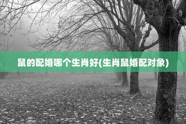 鼠的配婚哪个生肖好(生肖鼠婚配对象)