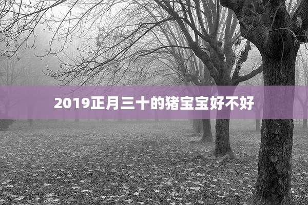 2019正月三十的猪宝宝好不好