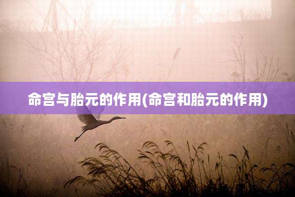 命宫与胎元的作用(命宫和胎元的作用)