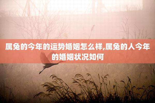 属兔的今年的运势婚姻怎么样,属兔的人今年的婚姻状况如何