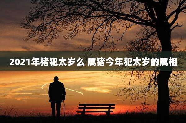 2021年猪犯太岁么 属猪今年犯太岁的属相