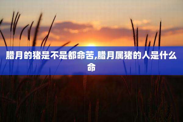 腊月的猪是不是都命苦,腊月属猪的人是什么命