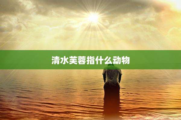 清水芙蓉指什么动物