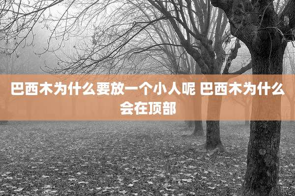 巴西木为什么要放一个小人呢 巴西木为什么会在顶部
