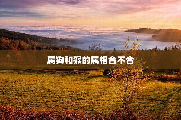 属狗和猴的属相合不合