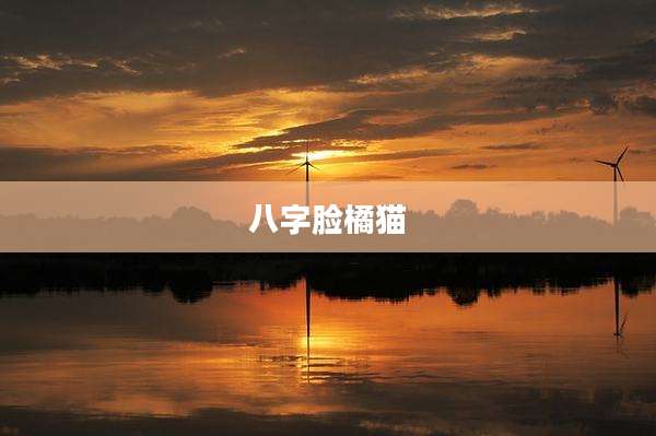 八字脸橘猫