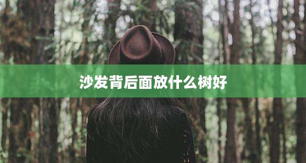 沙发背后面放什么树好