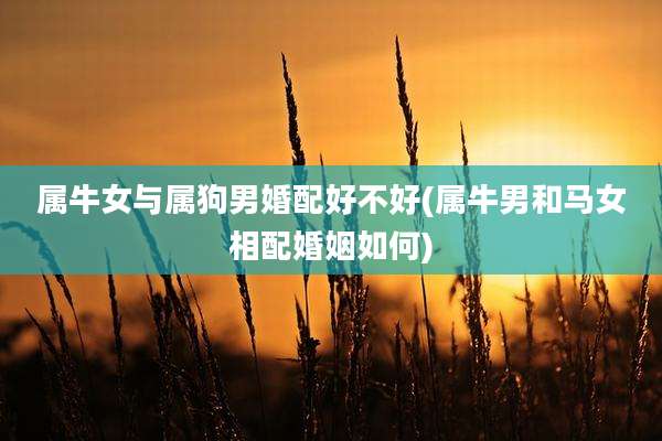 属牛女与属狗男婚配好不好(属牛男和马女相配婚姻如何)