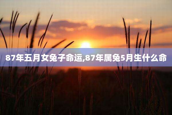 87年五月女兔子命运,87年属兔5月生什么命