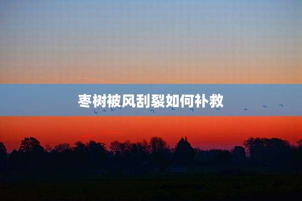 枣树被风刮裂如何补救
