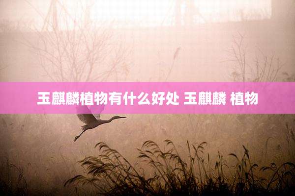 玉麒麟植物有什么好处 玉麒麟 植物