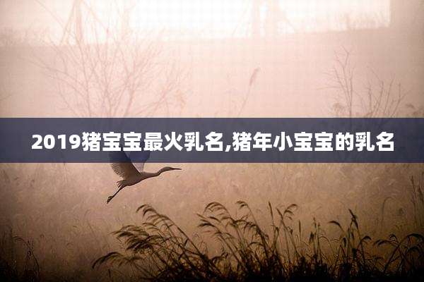 2019猪宝宝最火乳名,猪年小宝宝的乳名