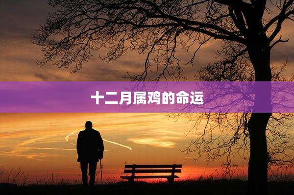 十二月属鸡的命运