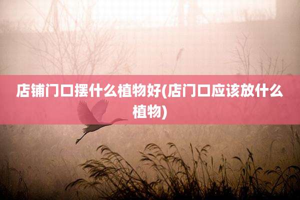 店铺门口摆什么植物好(店门口应该放什么植物)