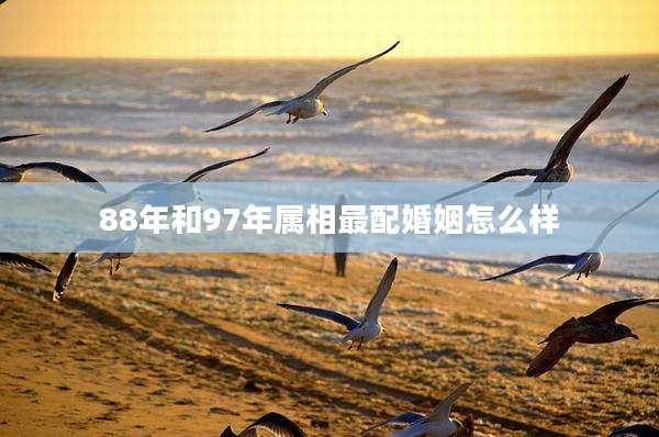 88年和97年属相最配婚姻怎么样