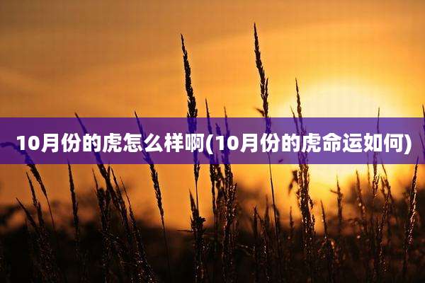 10月份的虎怎么样啊(10月份的虎命运如何)