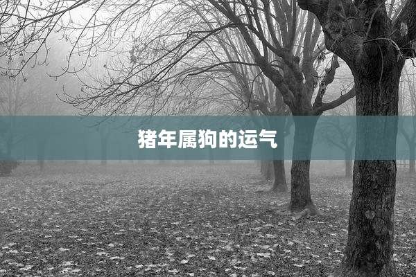 猪年属狗的运气